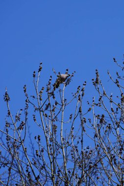 Nisan ayında bir Columba palumbus kuşu Fraxinus Excelsior ağaç dalında oturur. Kolomb palumbus güvercini güvercin ve güvercin familyasının büyük bir türüdür. Berlin, Almanya, Avrupa.
