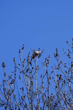 Nisan ayında bir Columba palumbus kuşu Fraxinus Excelsior ağaç dalında oturur. Kolomb palumbus güvercini güvercin ve güvercin familyasının büyük bir türüdür. Berlin, Almanya, Avrupa.