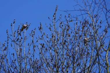 Nisan ayında iki Columba palumbus kuşu Fraxinus Excelsior ağaç dallarında oturur. Kolomb palumbus güvercini güvercin ve güvercin familyasının büyük bir türüdür. Berlin, Almanya, Avrupa.
