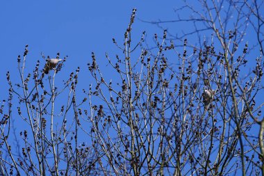 Nisan ayında iki Columba palumbus kuşu Fraxinus Excelsior ağaç dallarında oturur. Kolomb palumbus güvercini güvercin ve güvercin familyasının büyük bir türüdür. Berlin, Almanya, Avrupa.