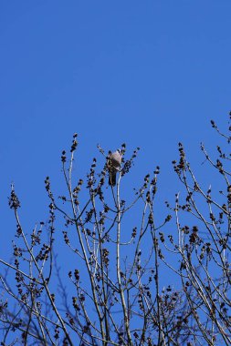 Nisan ayında bir Columba palumbus kuşu Fraxinus Excelsior ağaç dalında oturur. Kolomb palumbus güvercini güvercin ve güvercin familyasının büyük bir türüdür. Berlin, Almanya, Avrupa.
