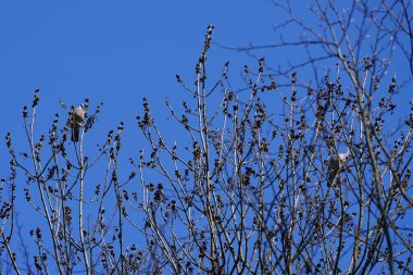 Nisan ayında iki Columba palumbus kuşu Fraxinus Excelsior ağaç dallarında oturur. Kolomb palumbus güvercini güvercin ve güvercin familyasının büyük bir türüdür. Berlin, Almanya, Avrupa.