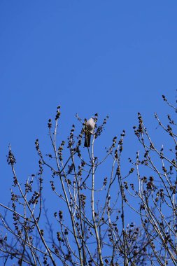 Nisan ayında bir Columba palumbus kuşu Fraxinus Excelsior ağaç dalında oturur. Kolomb palumbus güvercini güvercin ve güvercin familyasının büyük bir türüdür. Berlin, Almanya, Avrupa.