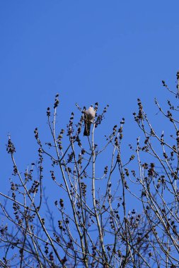 Nisan ayında bir Columba palumbus kuşu Fraxinus Excelsior ağaç dalında oturur. Kolomb palumbus güvercini güvercin ve güvercin familyasının büyük bir türüdür. Berlin, Almanya, Avrupa.