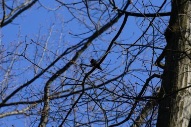 Yaygın bir sığırcık, Sturnus vulgaris, Nisan ayında Quercus robur 'da bir meşe dalına tünemişti. Sığırcık (