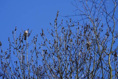 Nisan ayında iki Columba palumbus kuşu Fraxinus Excelsior ağaç dallarında oturur. Kolomb palumbus güvercini güvercin ve güvercin familyasının büyük bir türüdür. Berlin, Almanya, Avrupa.