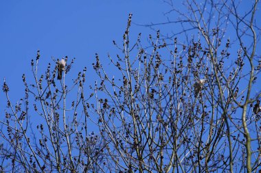 Nisan ayında iki Columba palumbus kuşu Fraxinus Excelsior ağaç dallarında oturur. Kolomb palumbus güvercini güvercin ve güvercin familyasının büyük bir türüdür. Berlin, Almanya, Avrupa.