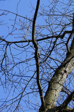 Yaygın bir sığırcık, Sturnus vulgaris, Nisan ayında Quercus robur 'da bir meşe dalına tünemişti. Sığırcık (