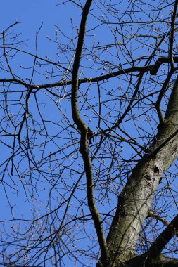 Yaygın bir sığırcık, Sturnus vulgaris, Nisan ayında Quercus robur 'da bir meşe dalına tünemişti. Sığırcık (