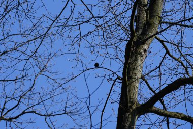 Yaygın bir sığırcık, Sturnus vulgaris, Nisan ayında Quercus robur 'da bir meşe dalına tünemişti. Sığırcık (