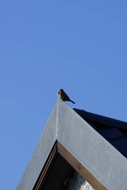 Nisan ayında bir ev kuşu bir çatının tepesinde oturur. Ev serçesi, Passer domesticus, Serçe familyasından bir kuş türü. Berlin, Almanya.