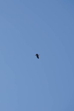 Gri balıkçıl, Ardea cinerea, nisan ayında bir dinlenme alanı üzerinde bulutsuz bir gökyüzüne doğru uçar. Ardea cinerea balıkçılgiller (Ardeidae) familyasından yırtıcı bir kuş türü. Berlin, Almanya, Avrupa.