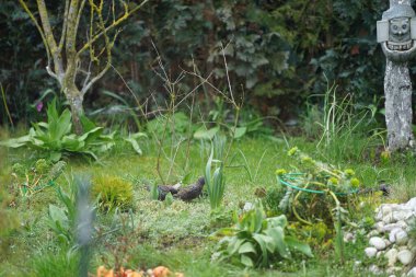 Sturnus vulgaris kuşları Nisan ayında çiçekli bir çiçek tarlasının yakınında dolaşırlar. Sığırcıkgiller (Sturnus vulgaris), sığırcıkgiller (Sturnidae) familyasından bir sığırcık türü. Berlin, Almanya, Avrupa.