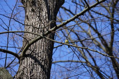 A Parus major bird perches on a Tilia cordata tree branch in April. The great tit, Parus major, is a small passerine bird in the tit family Paridae. Berlin, Germany, Europe.