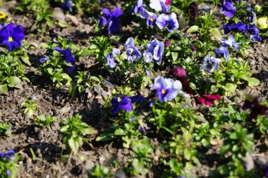 Çiçek tarlası Nisan ayında Schlosspark Biesdorf 'ta çeşitli hanım evlatlarıyla ekilir. Bahçe ibnesi Viola x wittrockiana, bir bahçe çiçeği olarak yetiştirilmiş bir tür büyük çiçekli melez bitkidir. Berlin, Almanya.