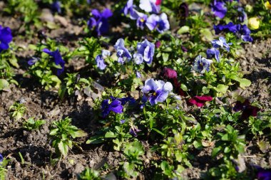 Çiçek tarlası Nisan ayında Schlosspark Biesdorf 'ta çeşitli hanım evlatlarıyla ekilir. Bahçe ibnesi Viola x wittrockiana, bir bahçe çiçeği olarak yetiştirilmiş bir tür büyük çiçekli melez bitkidir. Berlin, Almanya.