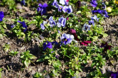 Çiçek tarlası Nisan ayında Schlosspark Biesdorf 'ta çeşitli hanım evlatlarıyla ekilir. Bahçe ibnesi Viola x wittrockiana, bir bahçe çiçeği olarak yetiştirilmiş bir tür büyük çiçekli melez bitkidir. Berlin, Almanya.