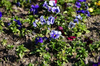 Çiçek tarlası Nisan ayında Schlosspark Biesdorf 'ta çeşitli hanım evlatlarıyla ekilir. Bahçe ibnesi Viola x wittrockiana, bir bahçe çiçeği olarak yetiştirilmiş bir tür büyük çiçekli melez bitkidir. Berlin, Almanya.