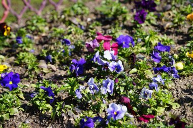 Çiçek tarlası Nisan ayında Schlosspark Biesdorf 'ta çeşitli hanım evlatlarıyla ekilir. Bahçe ibnesi Viola x wittrockiana, bir bahçe çiçeği olarak yetiştirilmiş bir tür büyük çiçekli melez bitkidir. Berlin, Almanya.