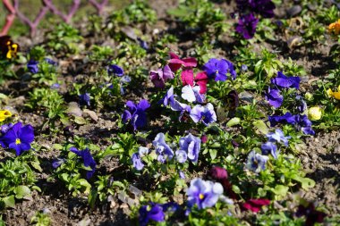 Çiçek tarlası Nisan ayında Schlosspark Biesdorf 'ta çeşitli hanım evlatlarıyla ekilir. Bahçe ibnesi Viola x wittrockiana, bir bahçe çiçeği olarak yetiştirilmiş bir tür büyük çiçekli melez bitkidir. Berlin, Almanya.