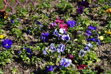 Çiçek tarlası Nisan ayında Schlosspark Biesdorf 'ta çeşitli hanım evlatlarıyla ekilir. Bahçe ibnesi Viola x wittrockiana, bir bahçe çiçeği olarak yetiştirilmiş bir tür büyük çiçekli melez bitkidir. Berlin, Almanya.