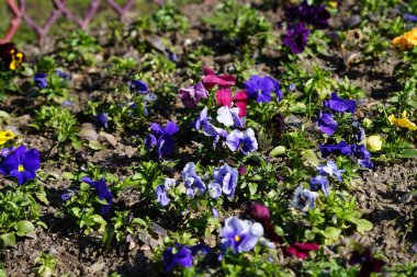 Çiçek tarlası Nisan ayında Schlosspark Biesdorf 'ta çeşitli hanım evlatlarıyla ekilir. Bahçe ibnesi Viola x wittrockiana, bir bahçe çiçeği olarak yetiştirilmiş bir tür büyük çiçekli melez bitkidir. Berlin, Almanya.