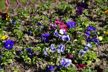 Çiçek tarlası Nisan ayında Schlosspark Biesdorf 'ta çeşitli hanım evlatlarıyla ekilir. Bahçe ibnesi Viola x wittrockiana, bir bahçe çiçeği olarak yetiştirilmiş bir tür büyük çiçekli melez bitkidir. Berlin, Almanya.