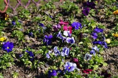 Çiçek tarlası Nisan ayında Schlosspark Biesdorf 'ta çeşitli hanım evlatlarıyla ekilir. Bahçe ibnesi Viola x wittrockiana, bir bahçe çiçeği olarak yetiştirilmiş bir tür büyük çiçekli melez bitkidir. Berlin, Almanya.