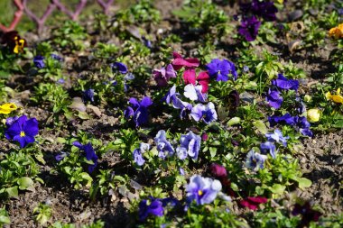 Çiçek tarlası Nisan ayında Schlosspark Biesdorf 'ta çeşitli hanım evlatlarıyla ekilir. Bahçe ibnesi Viola x wittrockiana, bir bahçe çiçeği olarak yetiştirilmiş bir tür büyük çiçekli melez bitkidir. Berlin, Almanya.