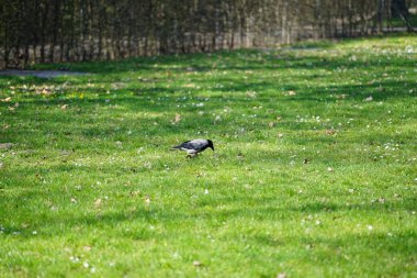 Nisan ayında kapüşonlu bir karga çimlerde yürür. Kukuletalı karga (