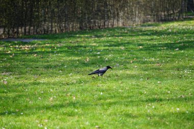 Nisan ayında kapüşonlu bir karga çimlerde yürür. Kukuletalı karga (