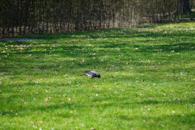 Nisan ayında kapüşonlu bir karga çimlerde yürür. Kukuletalı karga (
