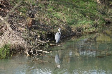 Gri balıkçıl, Ardea cinerea, Nisan ayında Wuhle Nehri civarında yaşar. Ardea cinerea balıkçılgiller (Ardeidae) familyasından yırtıcı bir kuş türü. Berlin, Almanya, Avrupa.