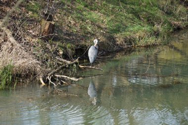 Gri balıkçıl, Ardea cinerea, Nisan ayında Wuhle Nehri civarında yaşar. Ardea cinerea balıkçılgiller (Ardeidae) familyasından yırtıcı bir kuş türü. Berlin, Almanya, Avrupa.