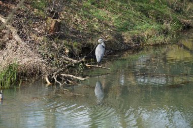 Nisan ayında, gri balıkçıl, Ardea cinerea ve erkek ördek, Anas platyrhynchos, Wuhle Nehri civarında yaşar. Ardea cinerea balıkçılgiller (Ardeidae) familyasından yırtıcı bir kuş türü. Berlin, Almanya, Avrupa.
