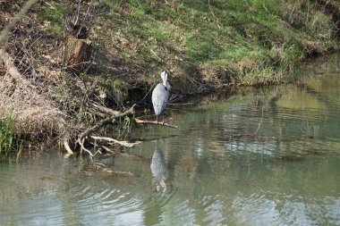 Gri balıkçıl, Ardea cinerea, Nisan ayında Wuhle Nehri civarında yaşar. Ardea cinerea balıkçılgiller (Ardeidae) familyasından yırtıcı bir kuş türü. Berlin, Almanya, Avrupa.