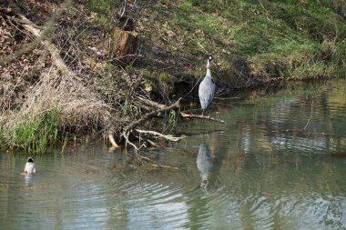 Nisan ayında, gri balıkçıl, Ardea cinerea ve erkek ördek, Anas platyrhynchos, Wuhle Nehri civarında yaşar. Ardea cinerea balıkçılgiller (Ardeidae) familyasından yırtıcı bir kuş türü. Berlin, Almanya, Avrupa.