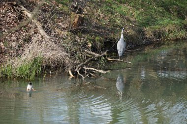 Nisan ayında, gri balıkçıl, Ardea cinerea ve erkek ördek, Anas platyrhynchos, Wuhle Nehri civarında yaşar. Ardea cinerea balıkçılgiller (Ardeidae) familyasından yırtıcı bir kuş türü. Berlin, Almanya, Avrupa.