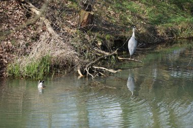 Nisan ayında, gri balıkçıl, Ardea cinerea ve erkek ördek, Anas platyrhynchos, Wuhle Nehri civarında yaşar. Ardea cinerea balıkçılgiller (Ardeidae) familyasından yırtıcı bir kuş türü. Berlin, Almanya, Avrupa.