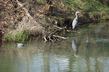 Nisan ayında, gri balıkçıl, Ardea cinerea ve erkek ördek, Anas platyrhynchos, Wuhle Nehri civarında yaşar. Ardea cinerea balıkçılgiller (Ardeidae) familyasından yırtıcı bir kuş türü. Berlin, Almanya, Avrupa.