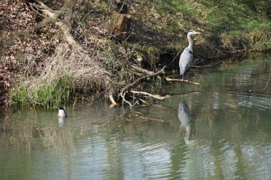 Nisan ayında, gri balıkçıl, Ardea cinerea ve erkek ördek, Anas platyrhynchos, Wuhle Nehri civarında yaşar. Ardea cinerea balıkçılgiller (Ardeidae) familyasından yırtıcı bir kuş türü. Berlin, Almanya, Avrupa.