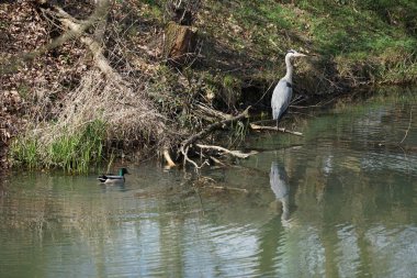 Nisan ayında, gri balıkçıl, Ardea cinerea ve erkek ördek, Anas platyrhynchos, Wuhle Nehri civarında yaşar. Ardea cinerea balıkçılgiller (Ardeidae) familyasından yırtıcı bir kuş türü. Berlin, Almanya, Avrupa.