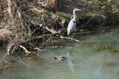Nisan ayında, gri balıkçıl, Ardea cinerea ve erkek ördek, Anas platyrhynchos, Wuhle Nehri civarında yaşar. Ardea cinerea balıkçılgiller (Ardeidae) familyasından yırtıcı bir kuş türü. Berlin, Almanya, Avrupa.