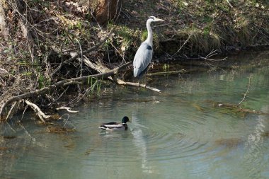 Nisan ayında, gri balıkçıl, Ardea cinerea ve erkek ördek, Anas platyrhynchos, Wuhle Nehri civarında yaşar. Ardea cinerea balıkçılgiller (Ardeidae) familyasından yırtıcı bir kuş türü. Berlin, Almanya, Avrupa.