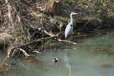 Nisan ayında, gri balıkçıl, Ardea cinerea ve erkek ördek, Anas platyrhynchos, Wuhle Nehri civarında yaşar. Ardea cinerea balıkçılgiller (Ardeidae) familyasından yırtıcı bir kuş türü. Berlin, Almanya, Avrupa.