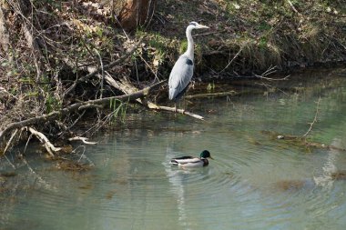 Nisan ayında, gri balıkçıl, Ardea cinerea ve erkek ördek, Anas platyrhynchos, Wuhle Nehri civarında yaşar. Ardea cinerea balıkçılgiller (Ardeidae) familyasından yırtıcı bir kuş türü. Berlin, Almanya, Avrupa.