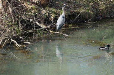 Nisan ayında, gri balıkçıl, Ardea cinerea ve erkek ördek, Anas platyrhynchos, Wuhle Nehri civarında yaşar. Ardea cinerea balıkçılgiller (Ardeidae) familyasından yırtıcı bir kuş türü. Berlin, Almanya, Avrupa.