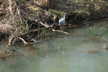 Gri balıkçıl, Ardea cinerea, Nisan ayında Wuhle Nehri civarında yaşar. Ardea cinerea balıkçılgiller (Ardeidae) familyasından yırtıcı bir kuş türü. Berlin, Almanya, Avrupa.