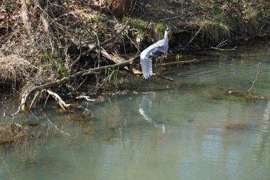 Gri balıkçıl, Ardea cinerea, Nisan ayında Wuhle Nehri civarında yaşar. Ardea cinerea balıkçılgiller (Ardeidae) familyasından yırtıcı bir kuş türü. Berlin, Almanya, Avrupa.