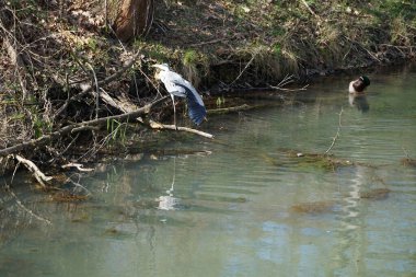 Nisan ayında, gri balıkçıl, Ardea cinerea ve erkek ördek, Anas platyrhynchos, Wuhle Nehri civarında yaşar. Ardea cinerea balıkçılgiller (Ardeidae) familyasından yırtıcı bir kuş türü. Berlin, Almanya, Avrupa.
